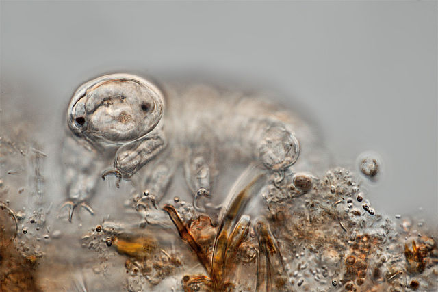 Interesting Facts about Tardigrades