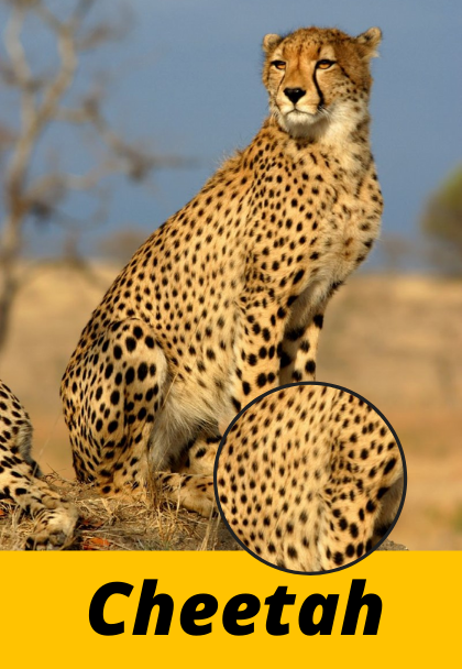 cheetah leopard jaguar difference spot
