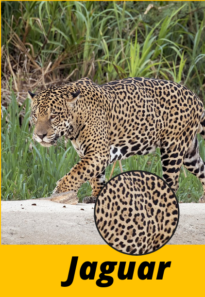 a Cheetah a Leopard and a Jaguar