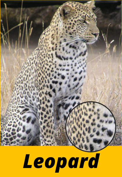 Did You Just Spot a Cheetah a Leopard and a Jaguar - Starry Stories