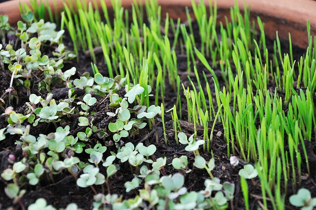 Microgreens at Home