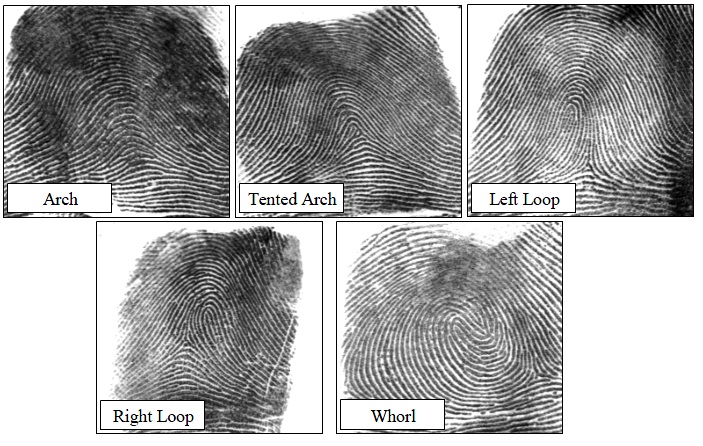 Types of fingerprint patterns