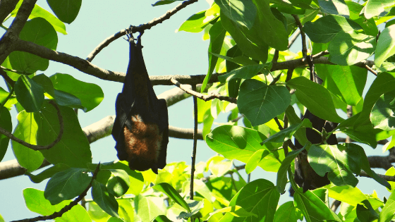 Nipah Virus Simplified