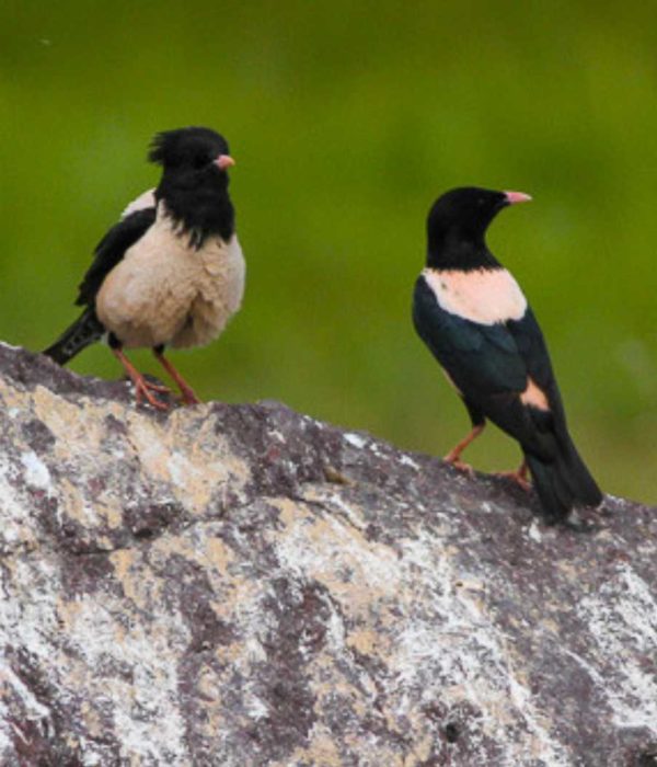 Rosy Starlings – The Birds that Teach us Communal Harmony
