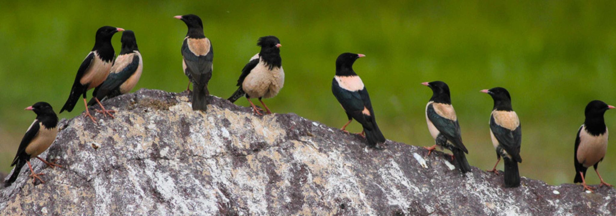 Rosy Starlings – The Birds that Teach us Communal Harmony