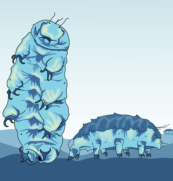The Secret Lives of Tardigrades