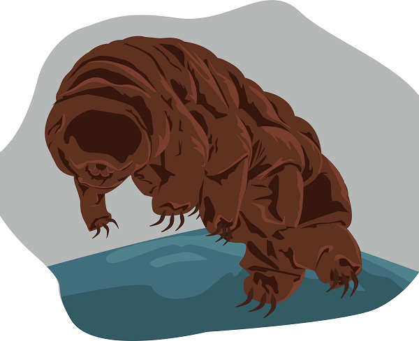 Most Searched Google Question and Answers about Tardigrades!