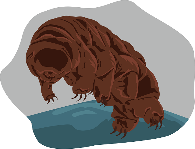 Most Searched Google Question and Answers about Tardigrades!
