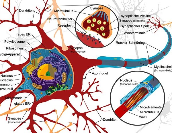 Autonomic Nervous System Simplified