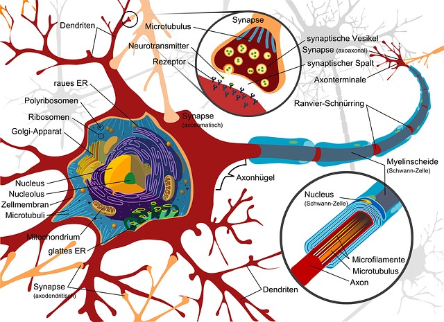 Autonomic Nervous System Simplified