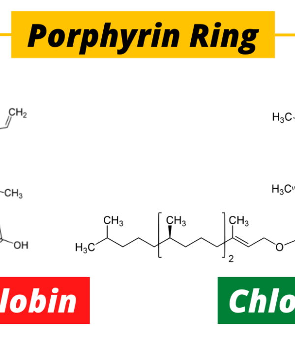 Chlorophyll and Haemoglobin – An Unlikely Connection