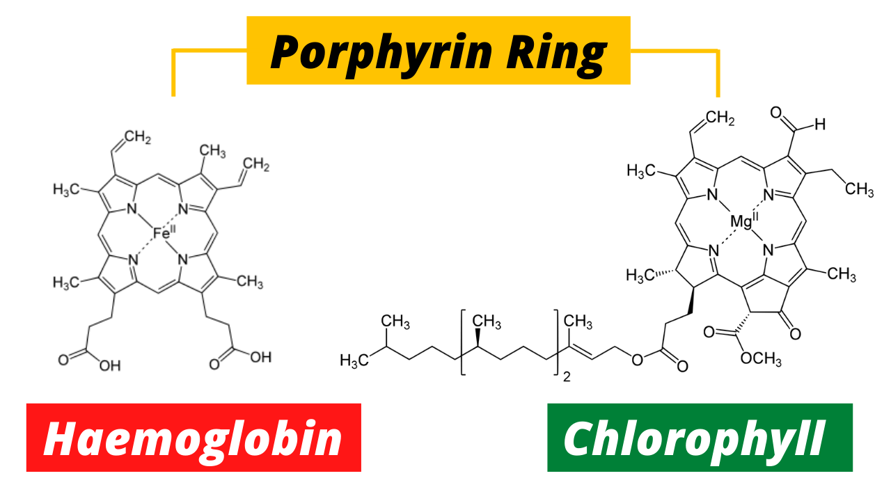 Chlorophyll and Haemoglobin – An Unlikely Connection