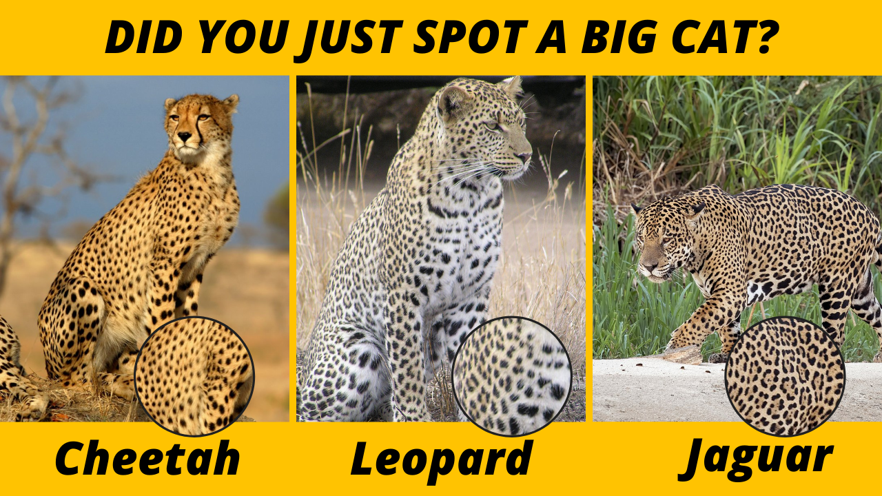 Did You Just Spot a Cheetah a Leopard and a Jaguar
