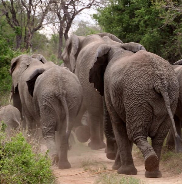 How Do Animals Sense Earthquakes Before They Happen?