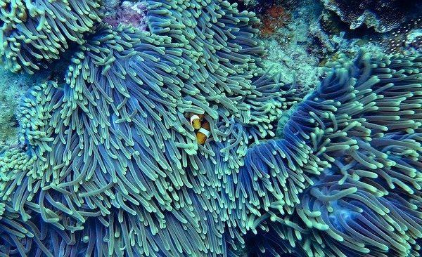 Why You Should Know About Corals and Coral Bleaching