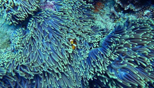 Why You Should Know About Corals and Coral Bleaching