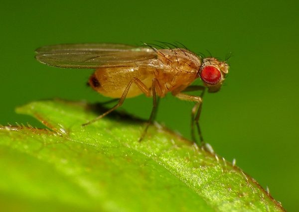 Fruit flies – Tiny Fly, Mighty Wonder