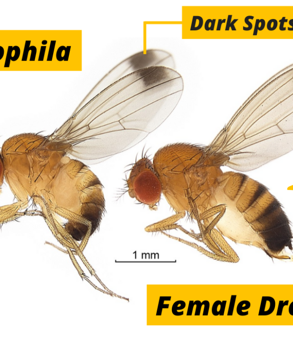 7 Fascinating Facts About Fruit Flies