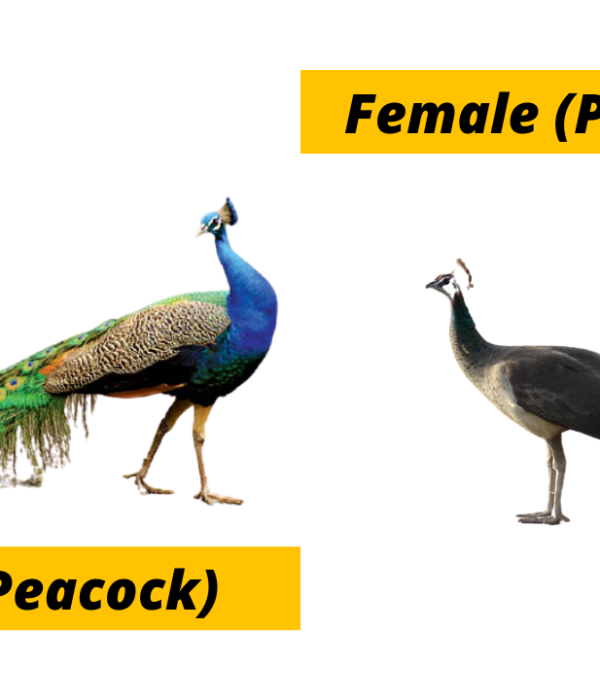 Why Are Male Birds (Often) More Colourful Than Females?