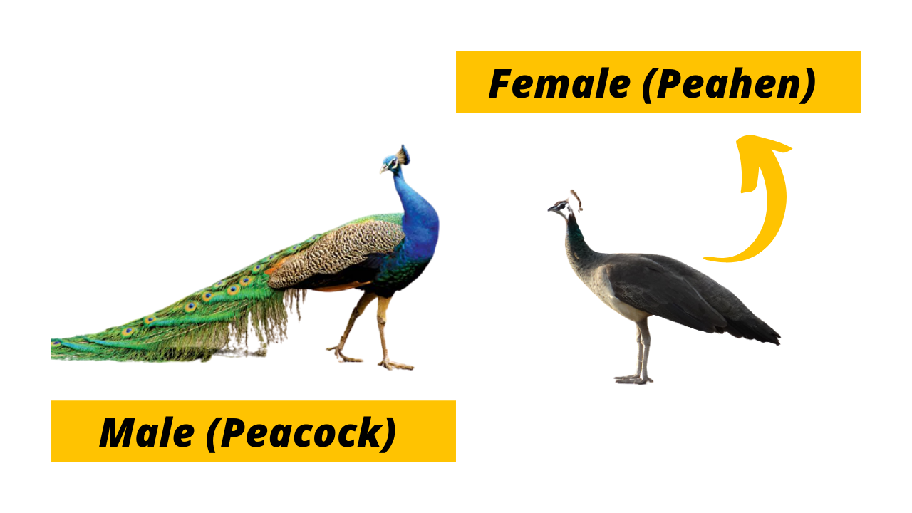 Why Are Male Birds (Often) More Colourful Than Females?
