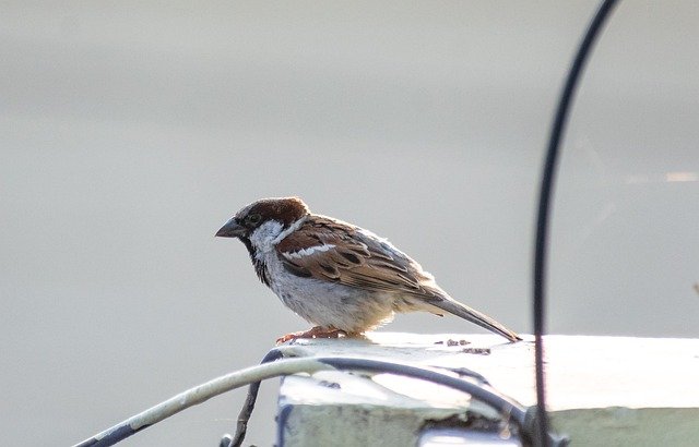 Why House Sparrows are Decreasing in India