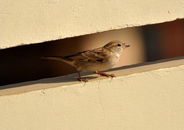 Why House Sparrows are Decreasing in India