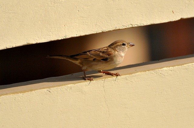 Why House Sparrows are Decreasing in India