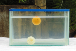 Things Float and Some Sink