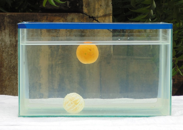 Orange Sink or Float Experiment