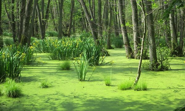 Plant Evolution: How Plants Became the Way They Are Today