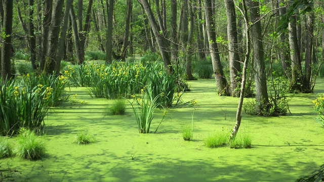 Plant Evolution: How Plants Became the Way They Are Today