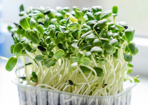 How to Grow Microgreens at Home