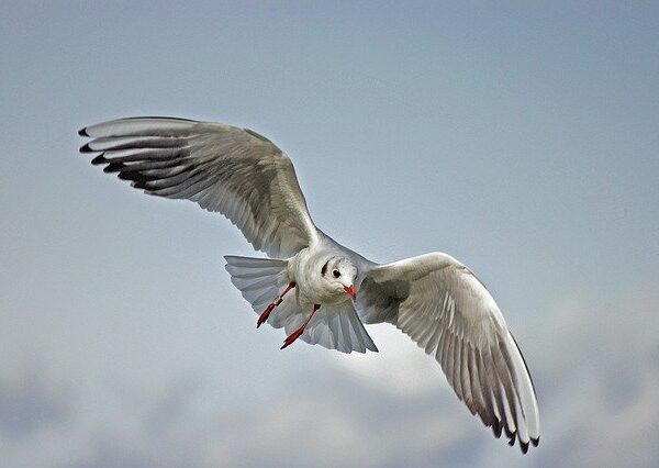 How Do Birds Fly: The Magic of Flight