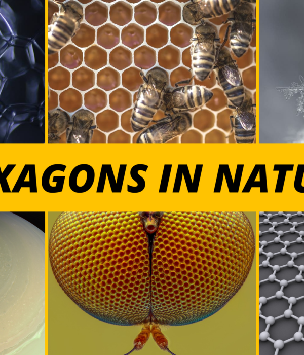 Hexagons in Nature & Man-made Applications