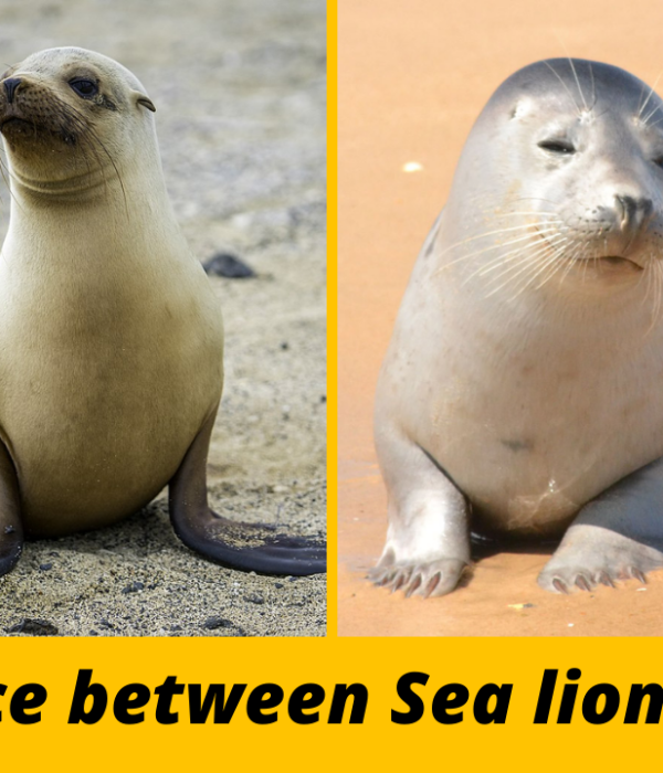 Difference between Sea Lion and Seal