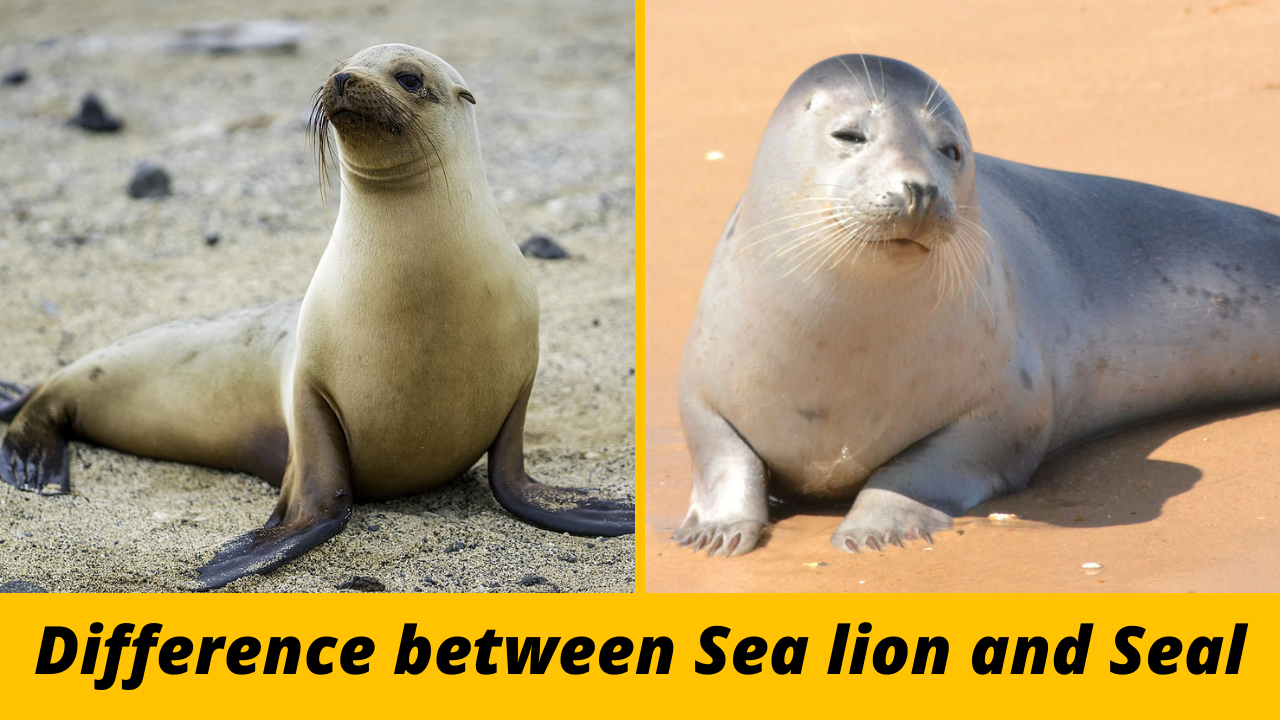 Difference between Sea Lion and Seal
