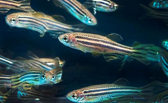 Zebrafish in Research - History, Model Organism | Starry Stories
