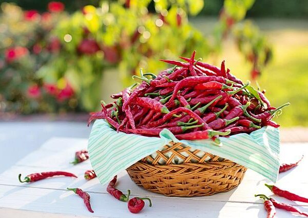 Why Chillies are Hot