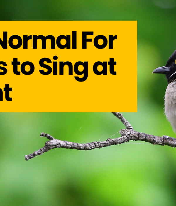 Is It Normal For Birds to Sing at Night