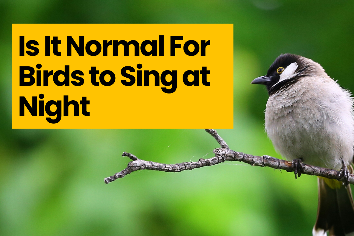 Is It Normal For Birds to Sing at Night Starry Stories