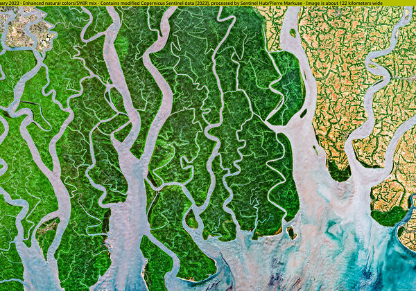 Mangroves: The Unsung Heroes Saving Our World
